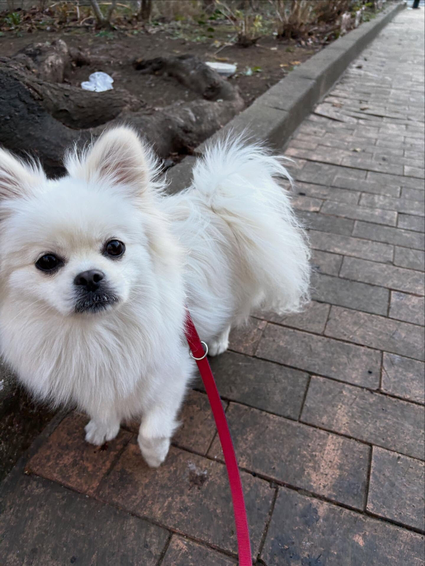 本日の幼稚園、パークのわんちゃん達の様子をお届けします🐶