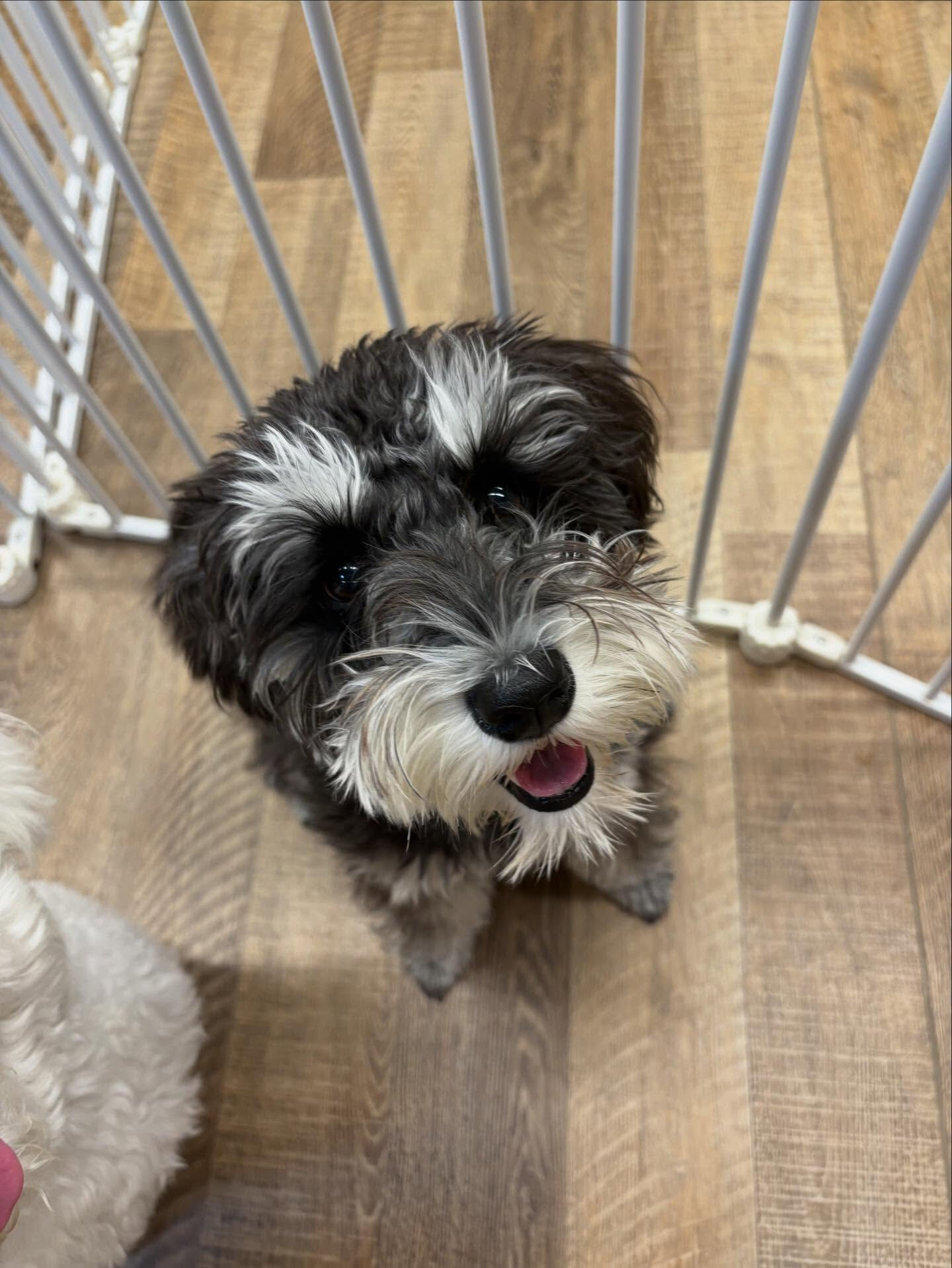 本日の幼稚園、パークのわんちゃん達の様子をお届けします🐶