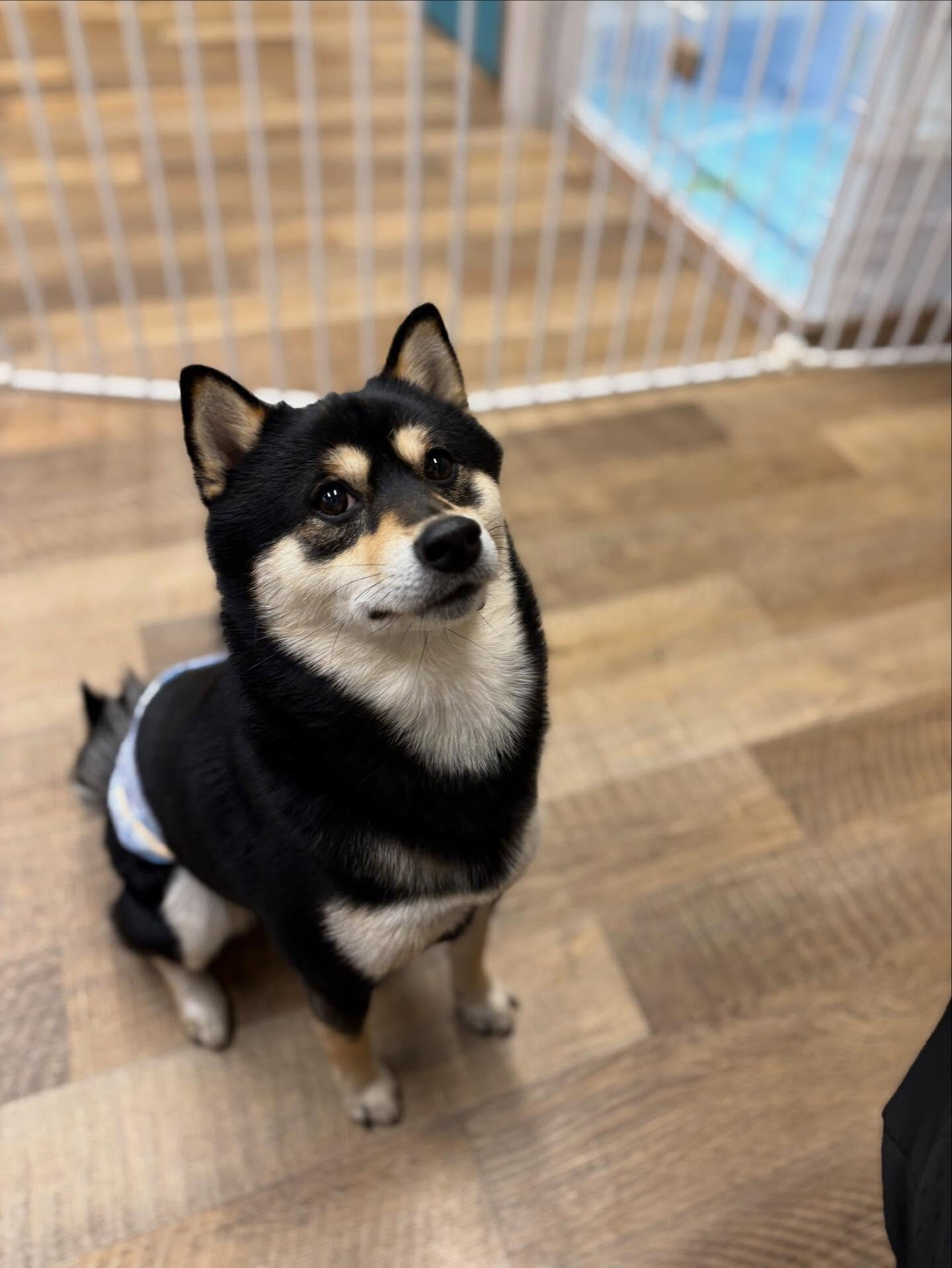 本日の幼稚園、パークのわんちゃん達の様子をお届けします🐶