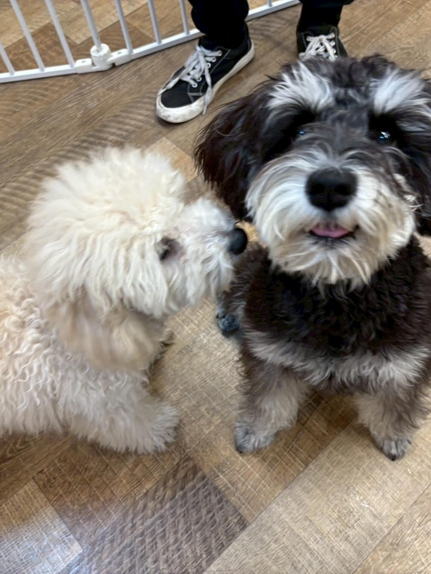 本日の幼稚園、パークのわんちゃん達の様子をお届けします🐶
