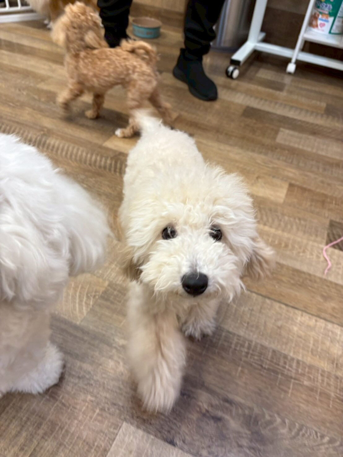 本日の幼稚園、パークのわんちゃん達の様子をお届けします🐶