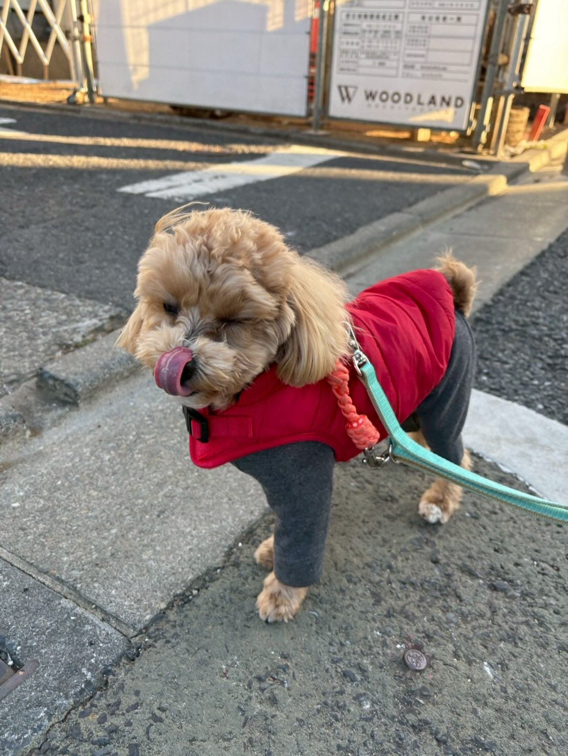 本日の幼稚園、パークのわんちゃん達の様子をお届けします🐶