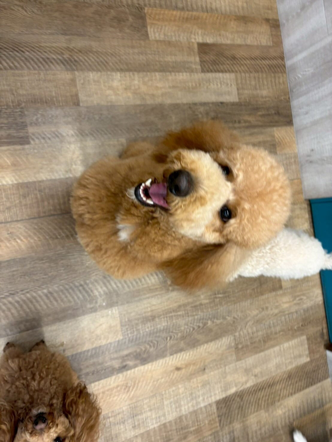 本日の幼稚園、パークのわんちゃん達の様子をお届けします🐶