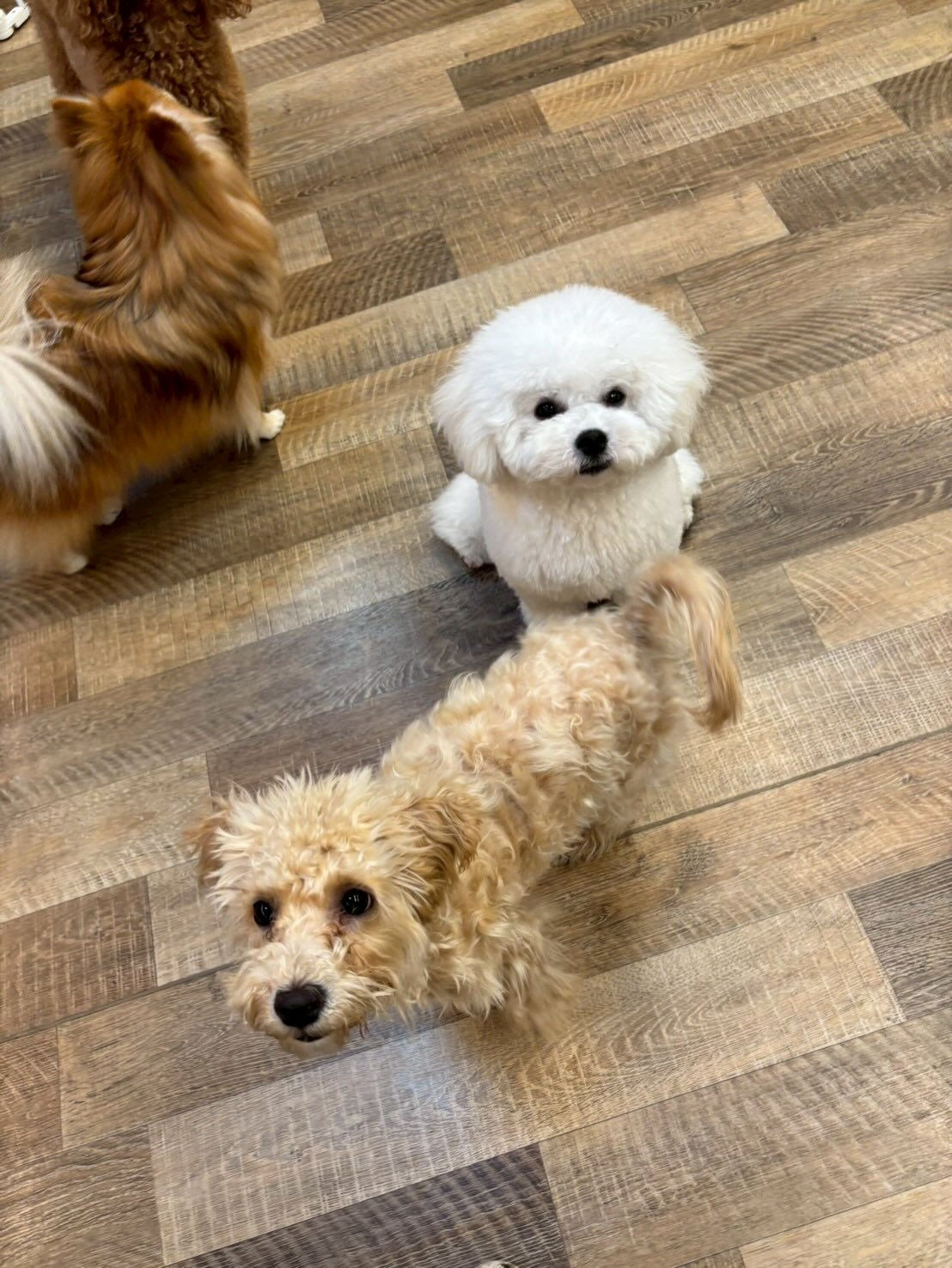本日の幼稚園、パークのわんちゃん達の様子をお届けします🐶