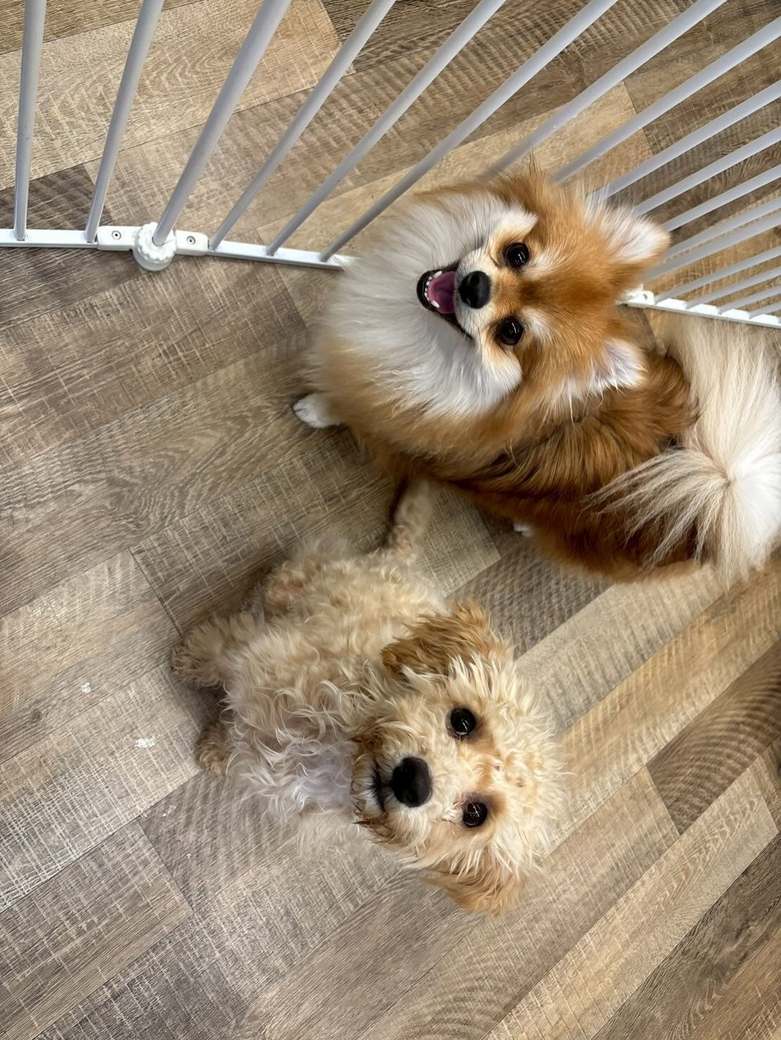 本日の幼稚園、パークのわんちゃん達の様子をお届けします🐶