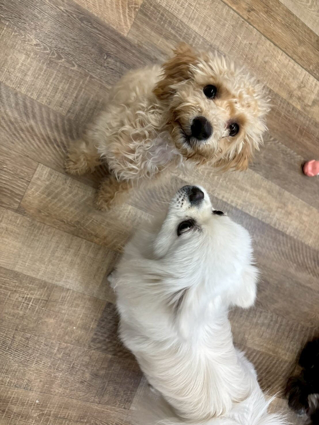 本日の幼稚園、パークのわんちゃん達の様子をお届けします🐶