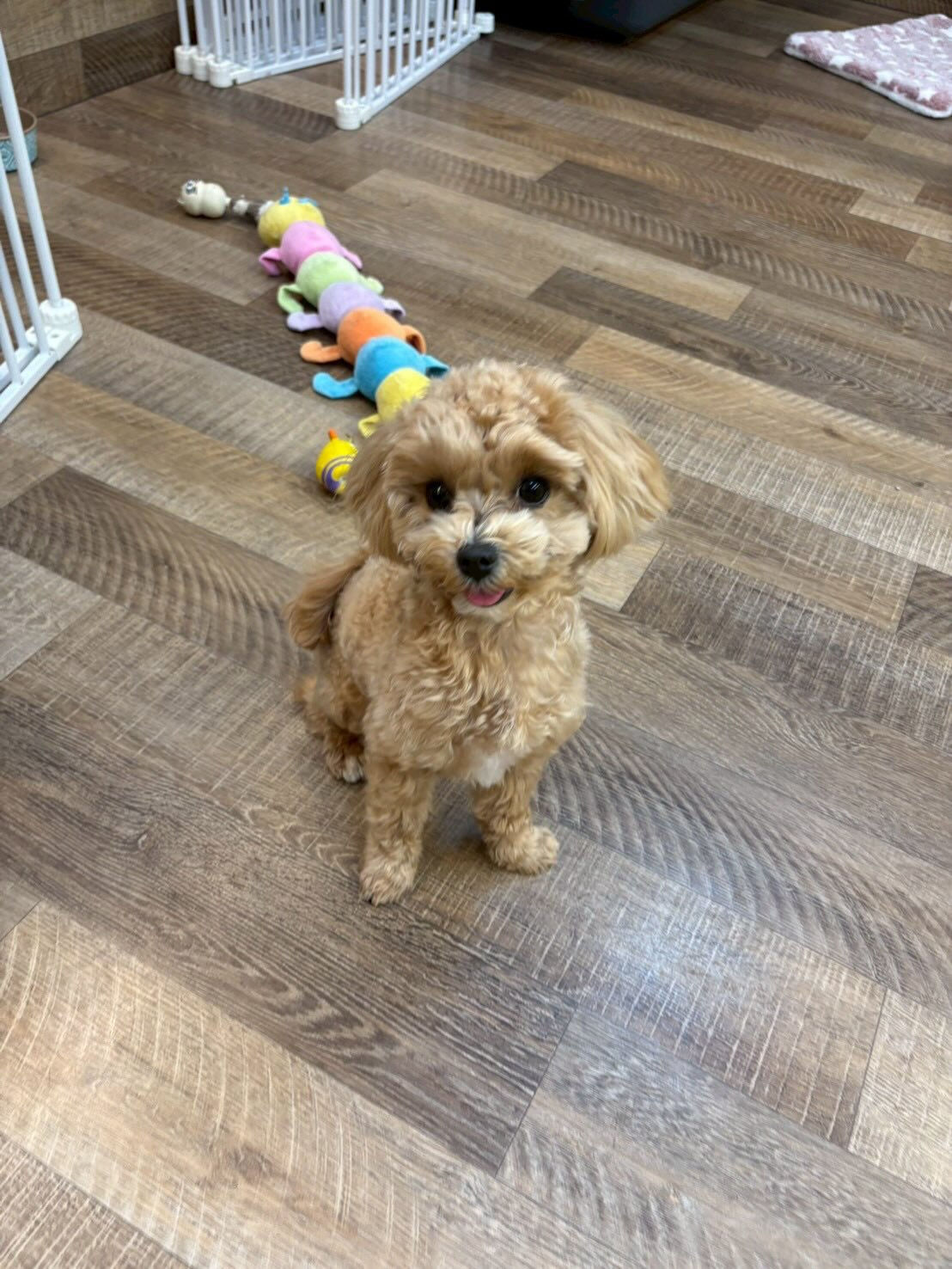本日の幼稚園、パークのわんちゃん達の様子をお届けします🐶