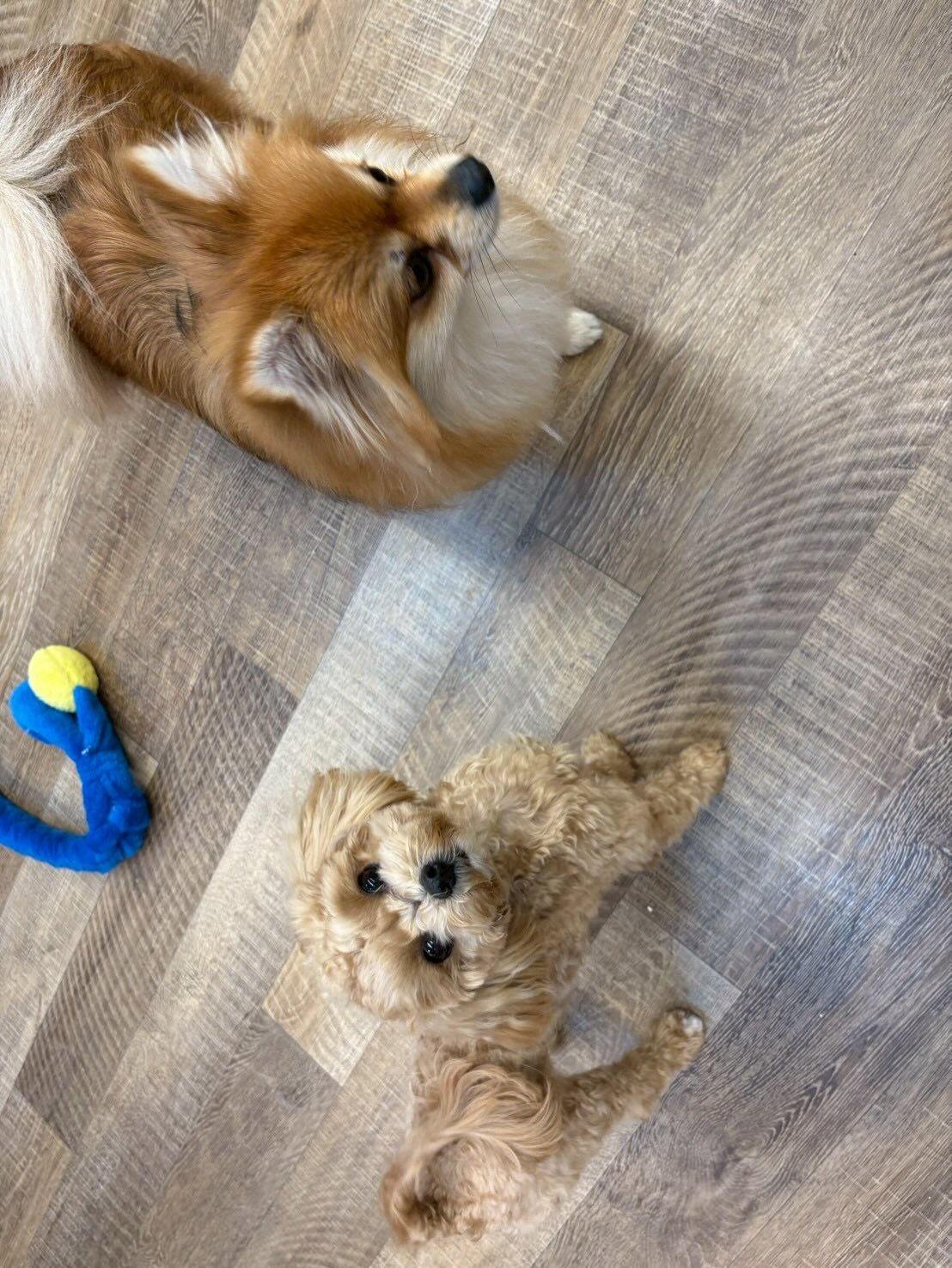 本日の幼稚園、パークのわんちゃん達の様子をお届けします🐶