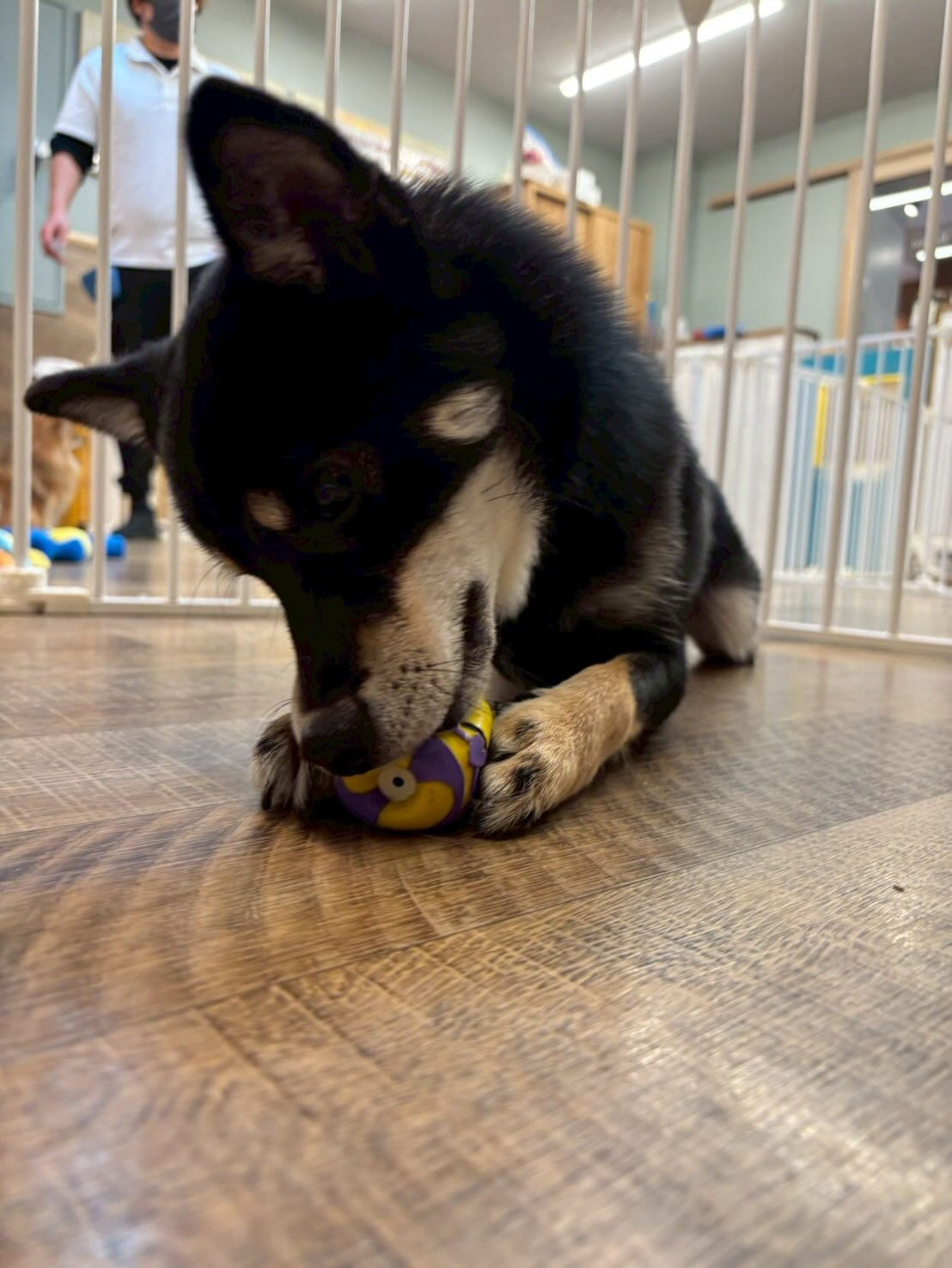 本日の幼稚園、パークのわんちゃん達の様子をお届けします🐶