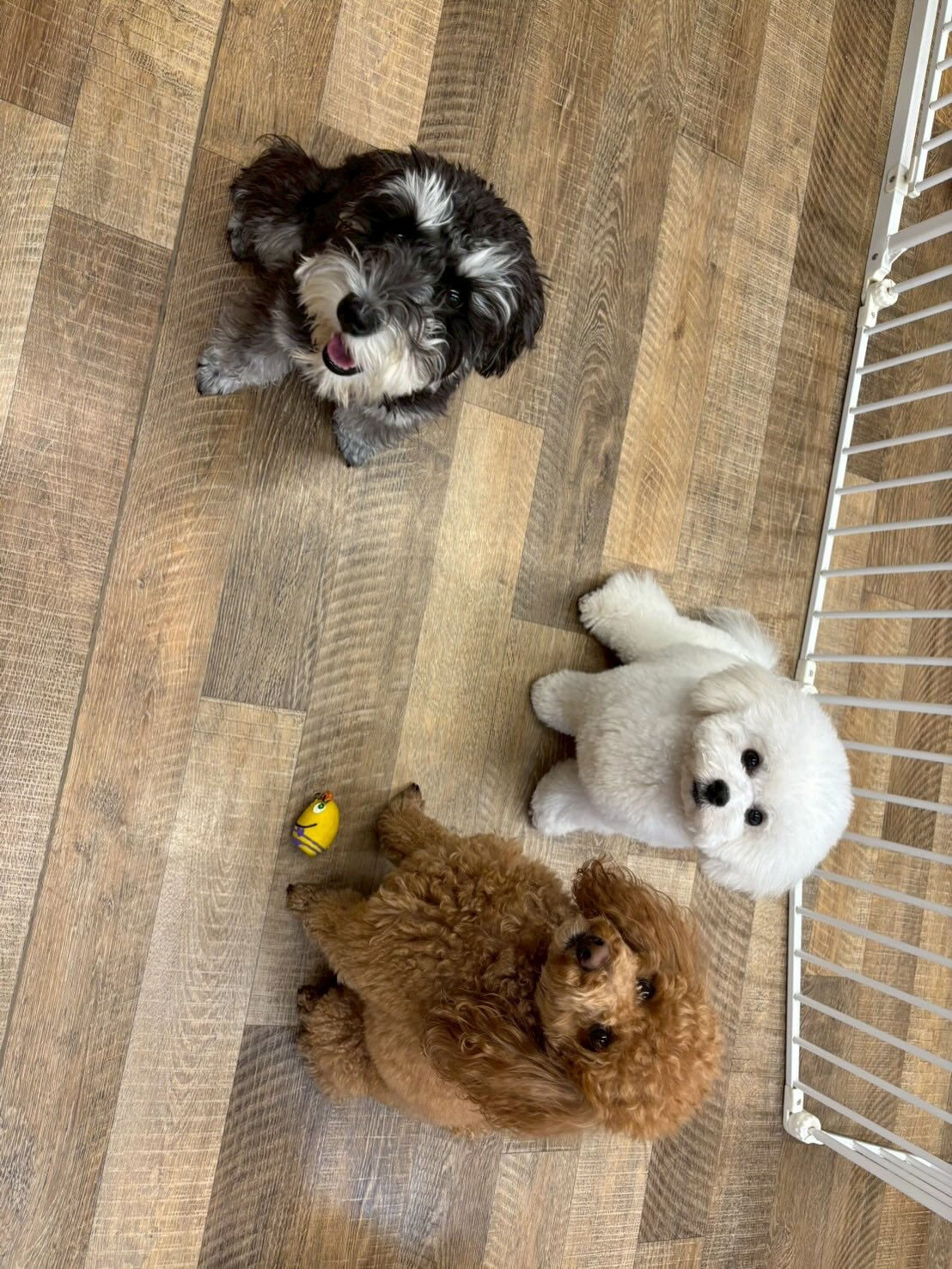 本日の幼稚園、パークのわんちゃん達の様子をお届けします🐶