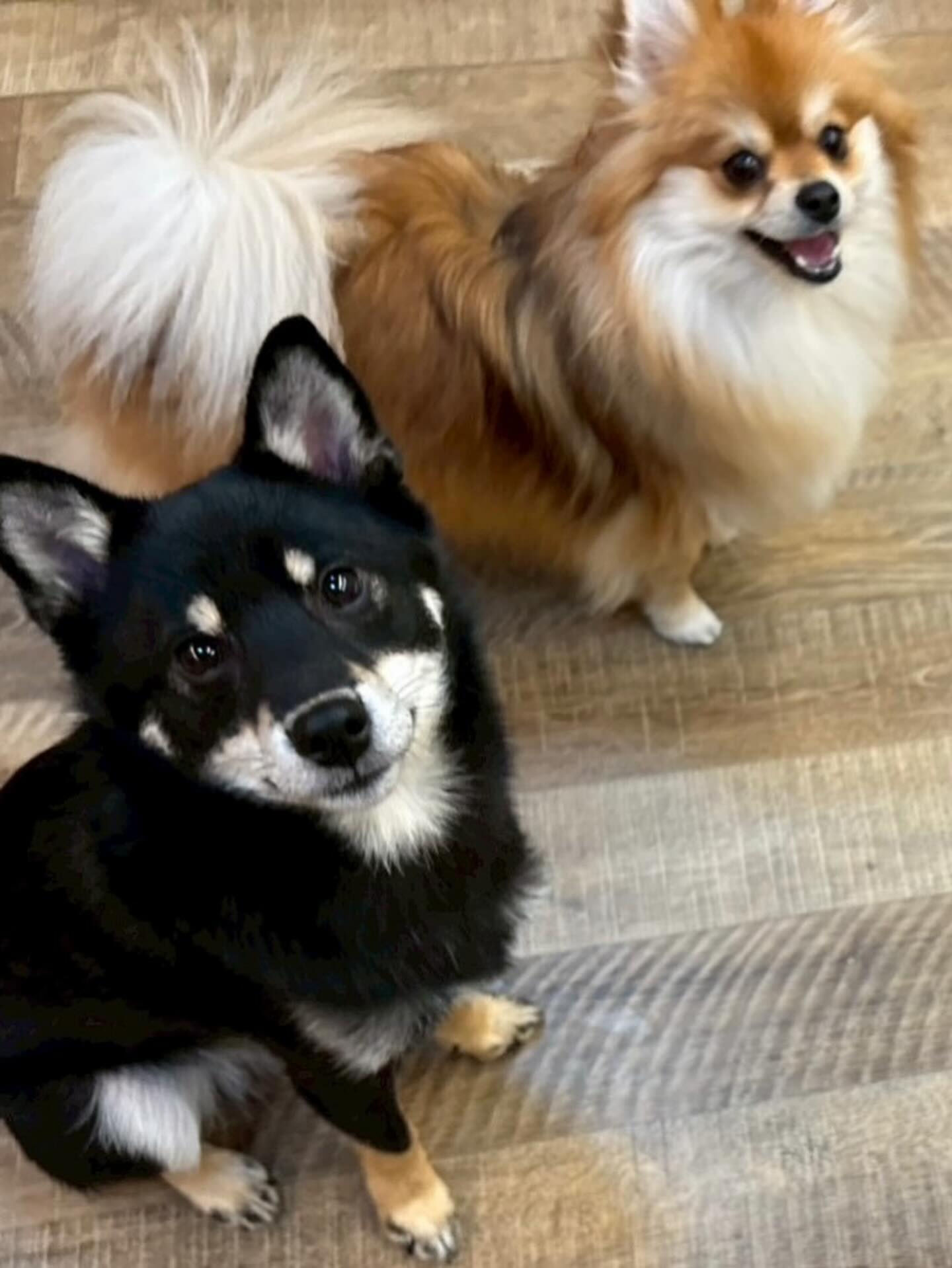 本日の幼稚園、パークのわんちゃん達の様子をお届けします🐶