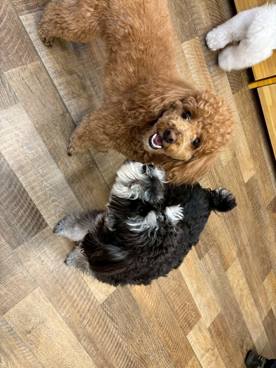 本日の幼稚園、パークのわんちゃん達の様子をお届けします🐶