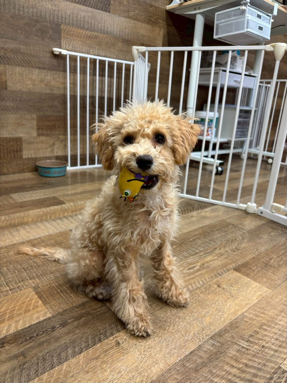 本日の幼稚園、パークのわんちゃん達の様子をお届けします🐶