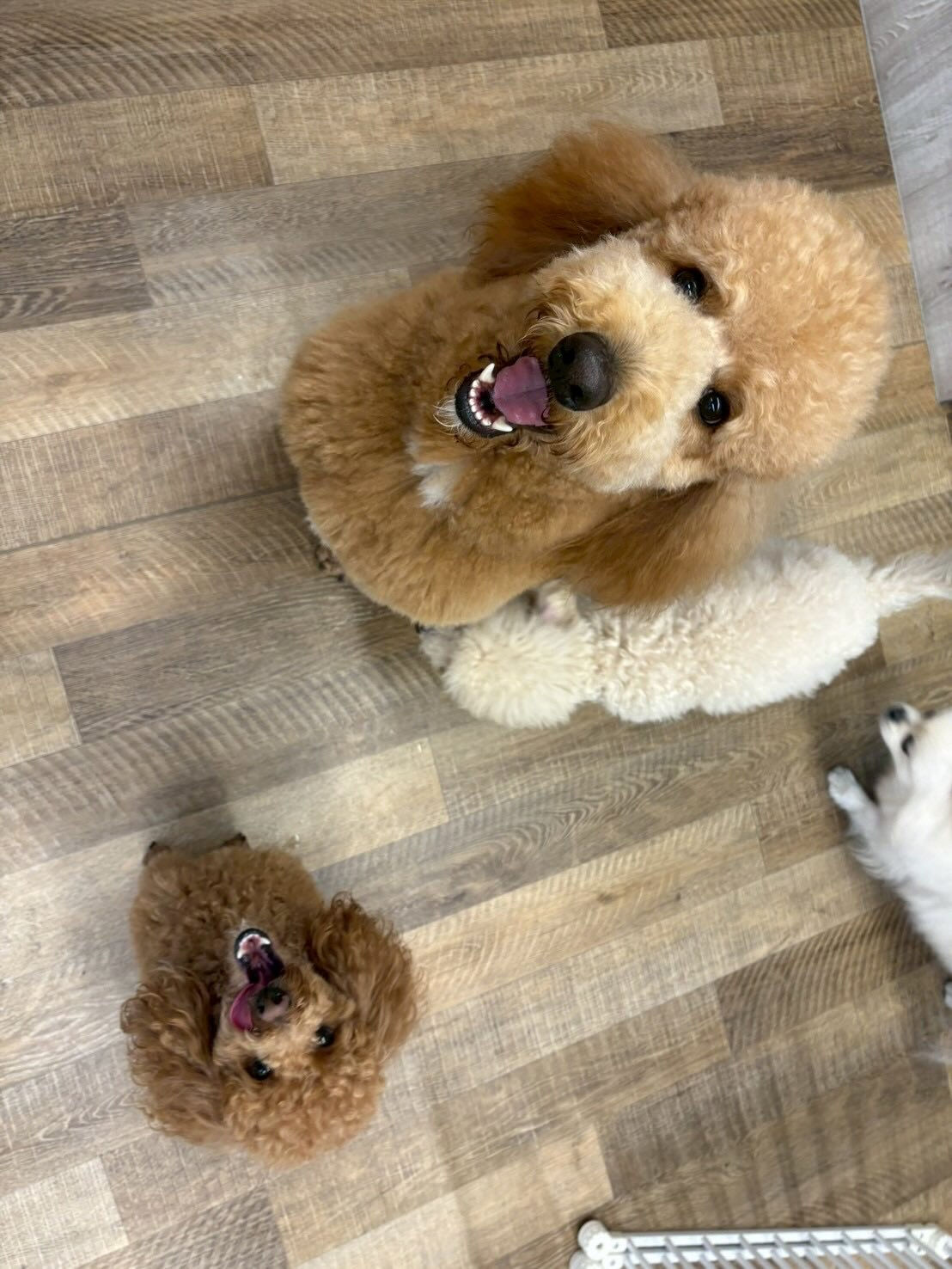 本日の幼稚園、パークのわんちゃん達の様子をお届けします🐶