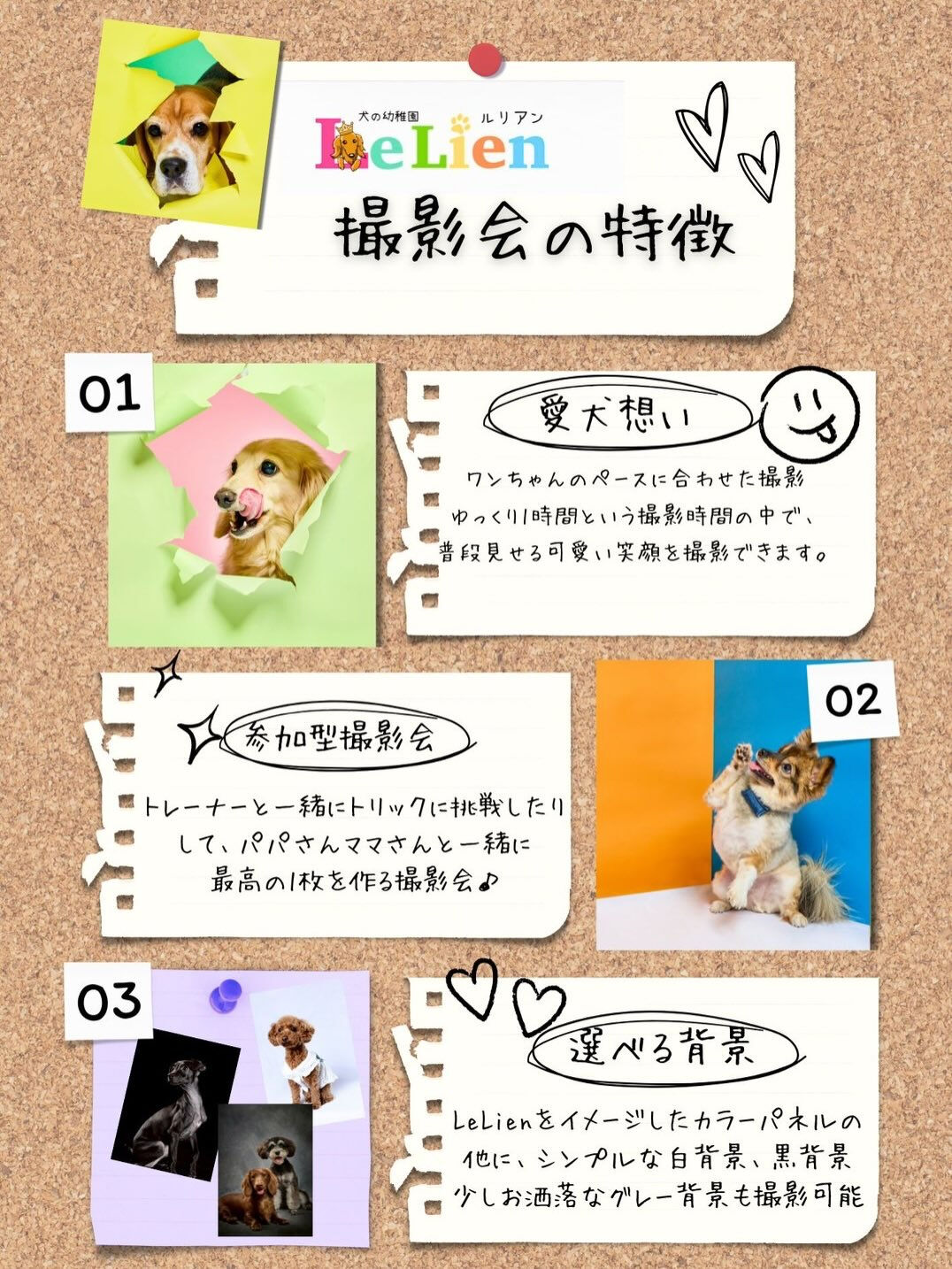 📸✨ 毎月開催！わんちゃん撮影会 ✨🐶
