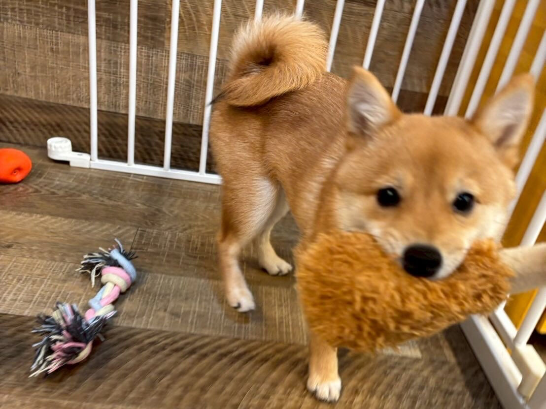 ・