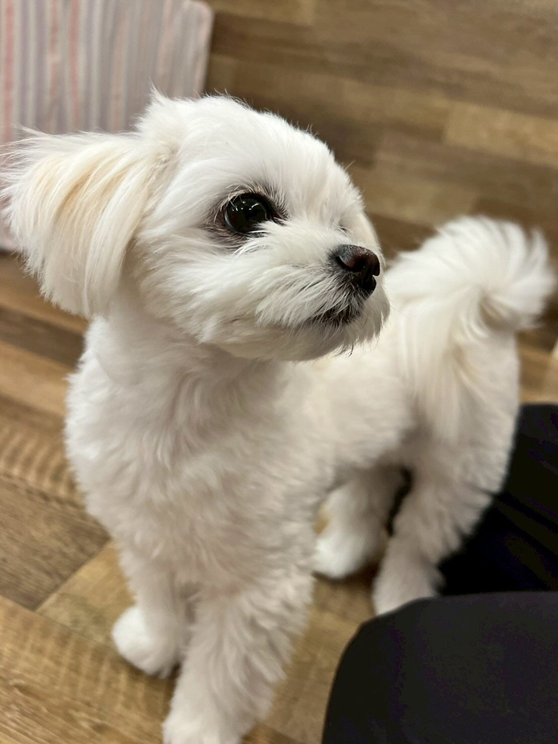 ・