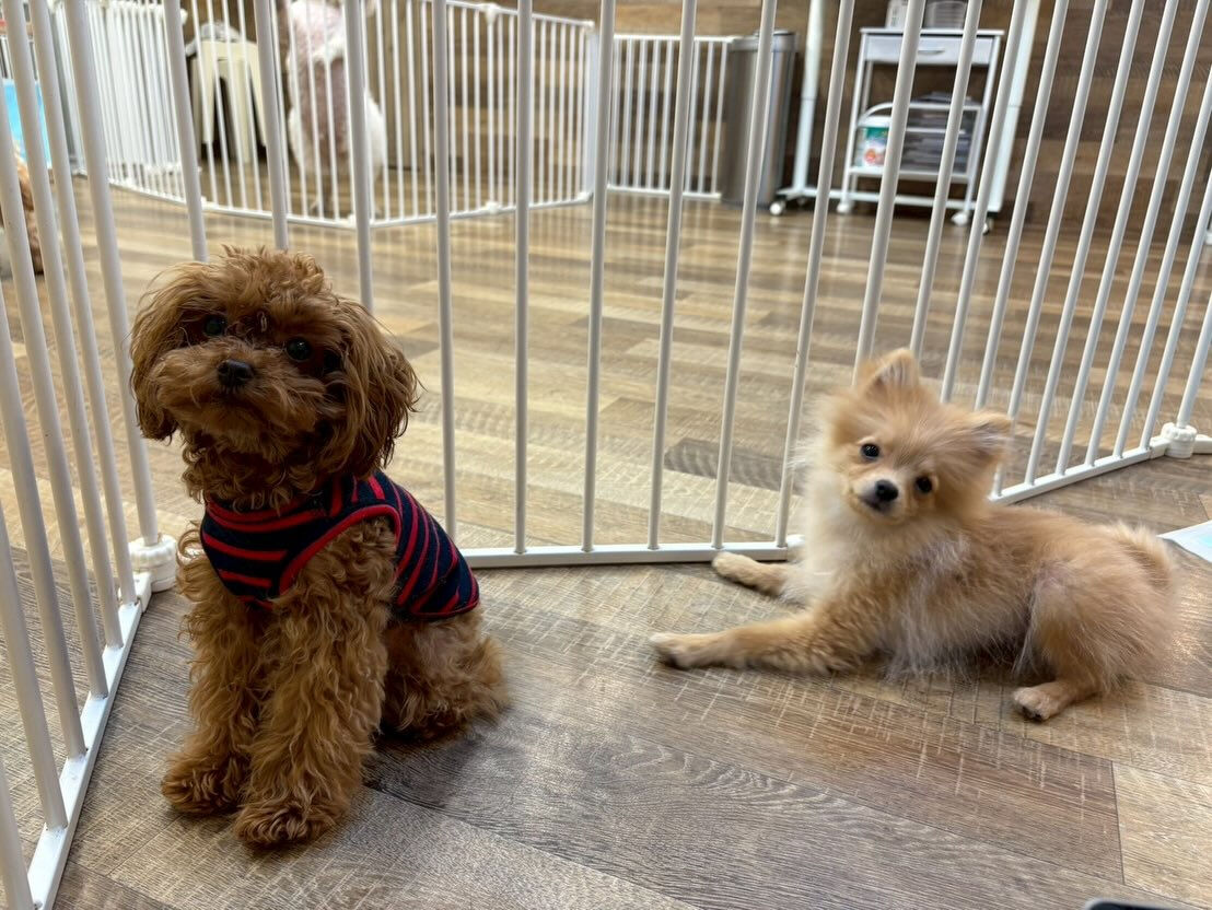 ⁡本日の幼稚園、PARK、ホテルのわんちゃん🐶達の様子をお届