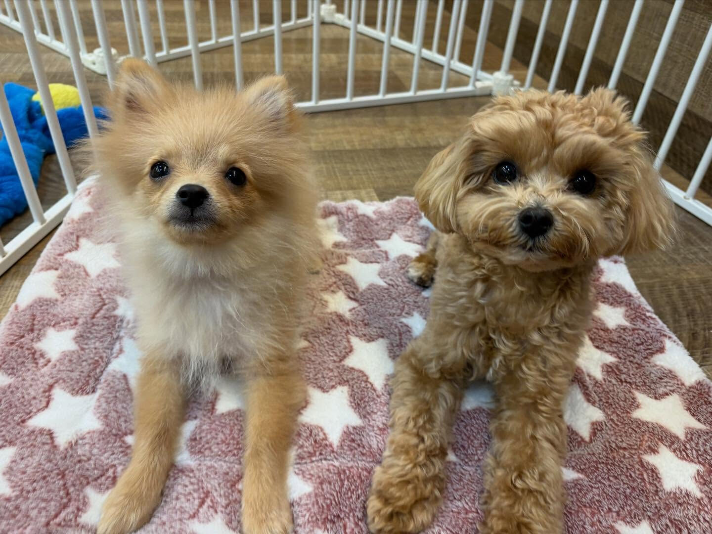 ⁡本日の幼稚園、PARK、ホテルのわんちゃん🐶達の様子をお届