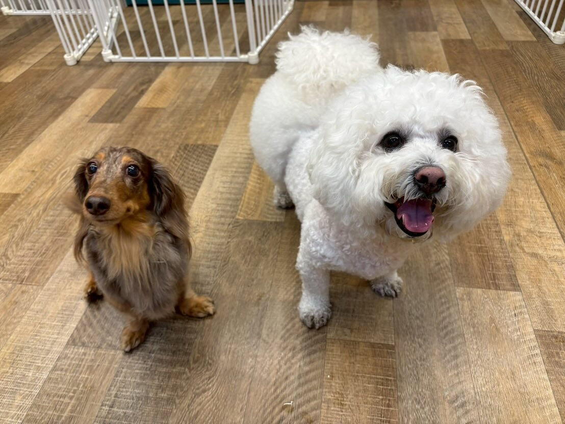 ⁡本日の幼稚園、PARK、ホテルのわんちゃん🐶達の様子をお届