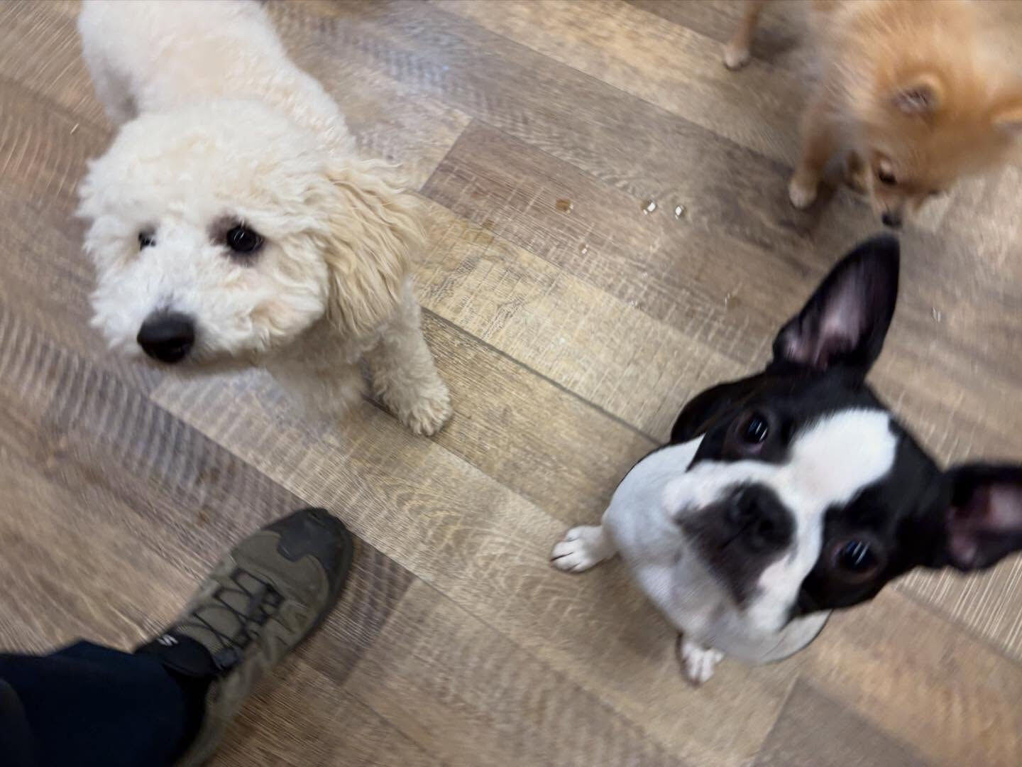 ⁡本日の幼稚園、PARK、ホテルのわんちゃん🐶達の様子をお届