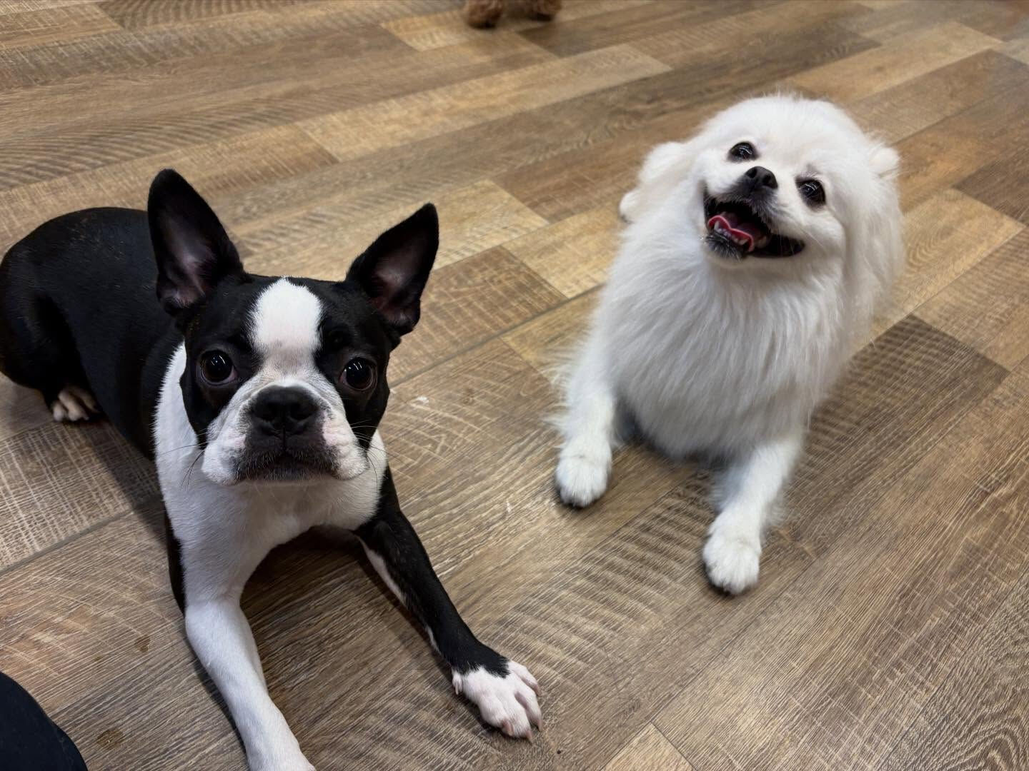 ⁡本日の幼稚園、PARK、ホテルのわんちゃん🐶達の様子をお届