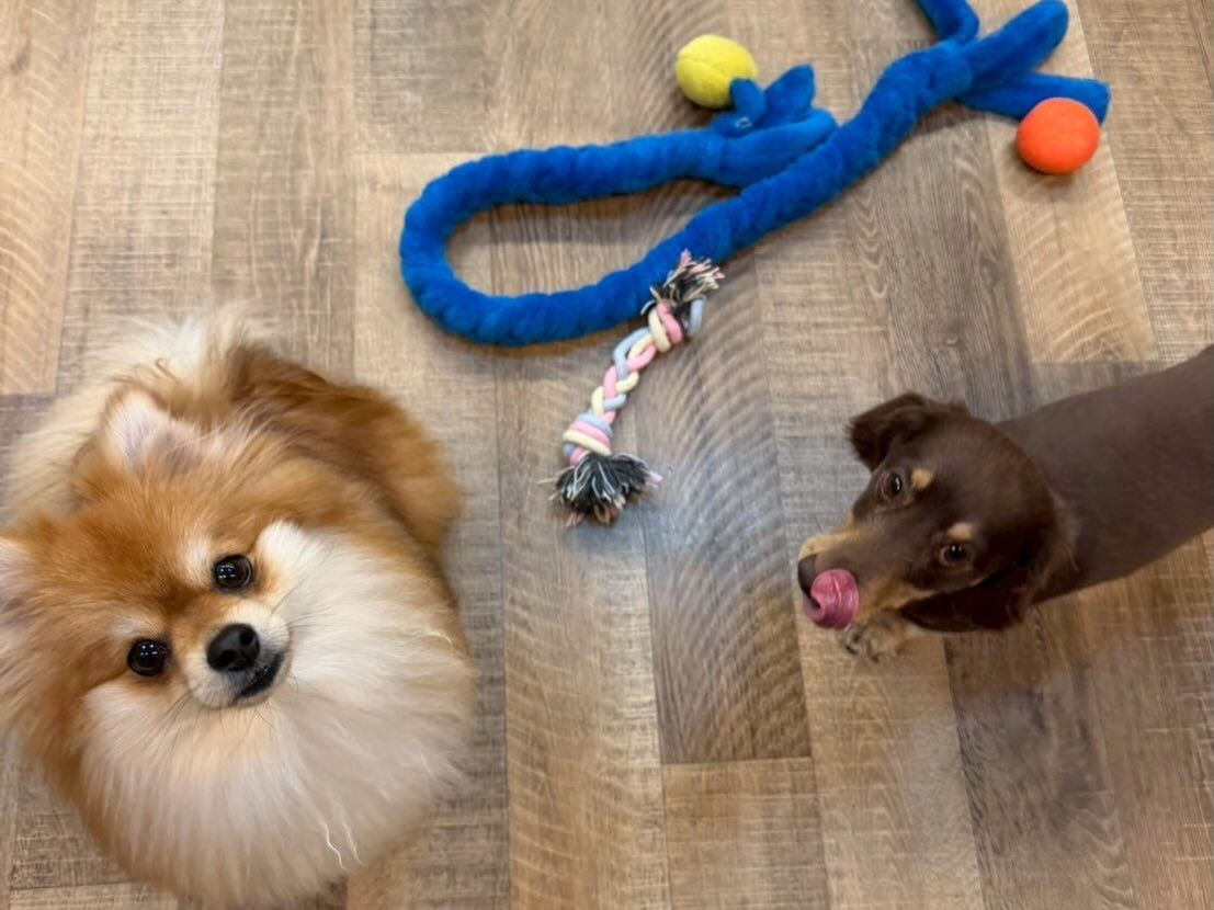 ⁡本日の幼稚園、PARK、ホテルのわんちゃん🐶達の様子をお届