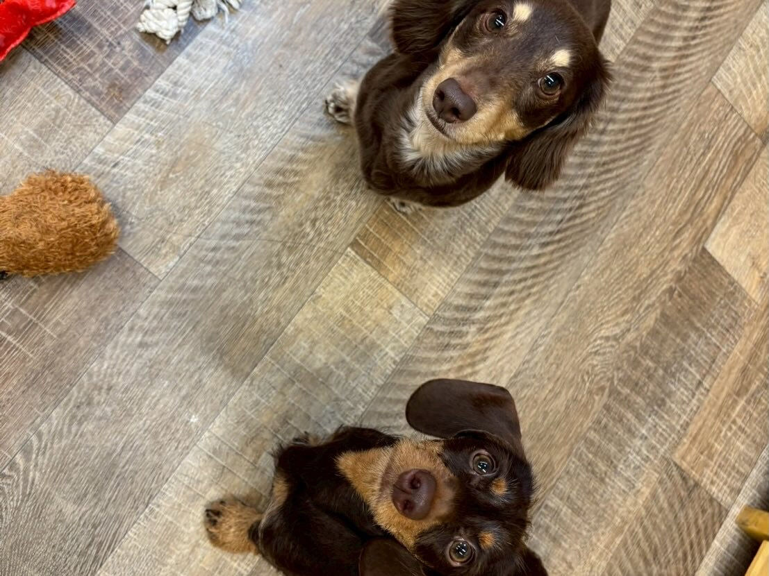 ⁡本日の幼稚園、PARK、ホテルのわんちゃん🐶達の様子をお届
