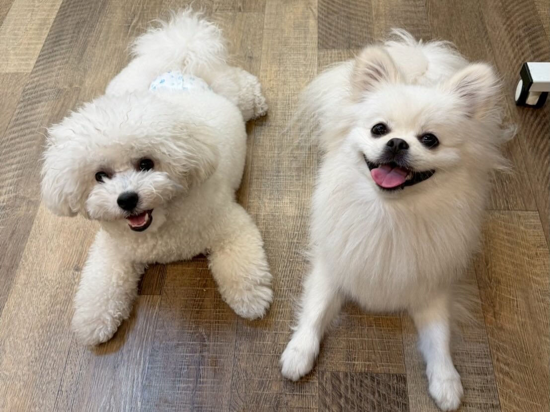 ⁡本日の幼稚園、PARK、ホテルのわんちゃん🐶達の様子をお届