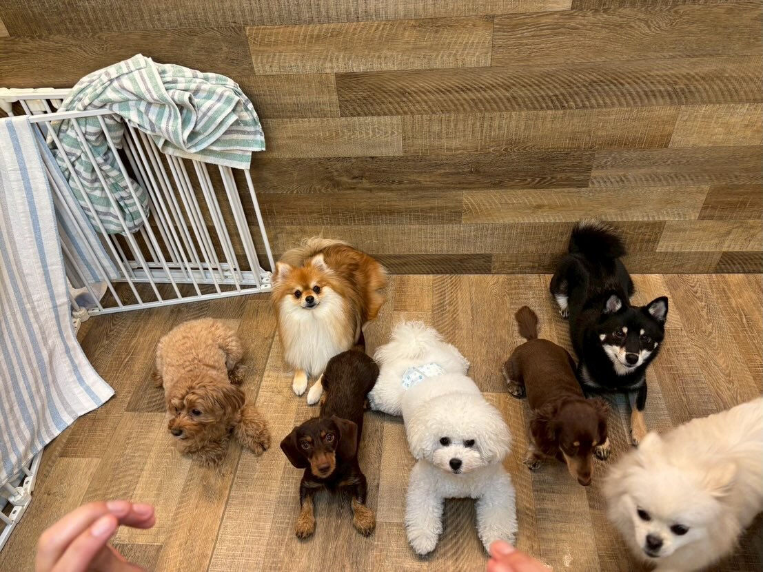 ⁡本日の幼稚園、PARK、ホテルのわんちゃん🐶達の様子をお届
