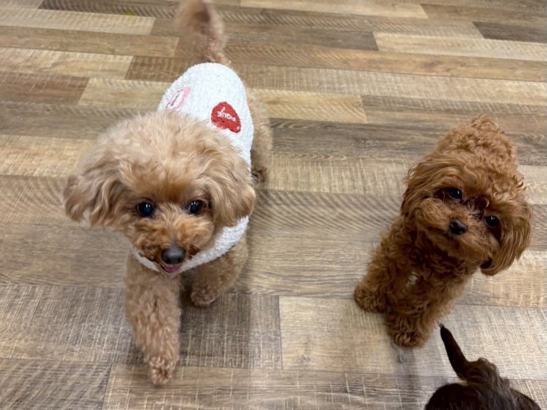 ⁡本日の幼稚園、PARK、ホテルのわんちゃん🐶達の様子をお届