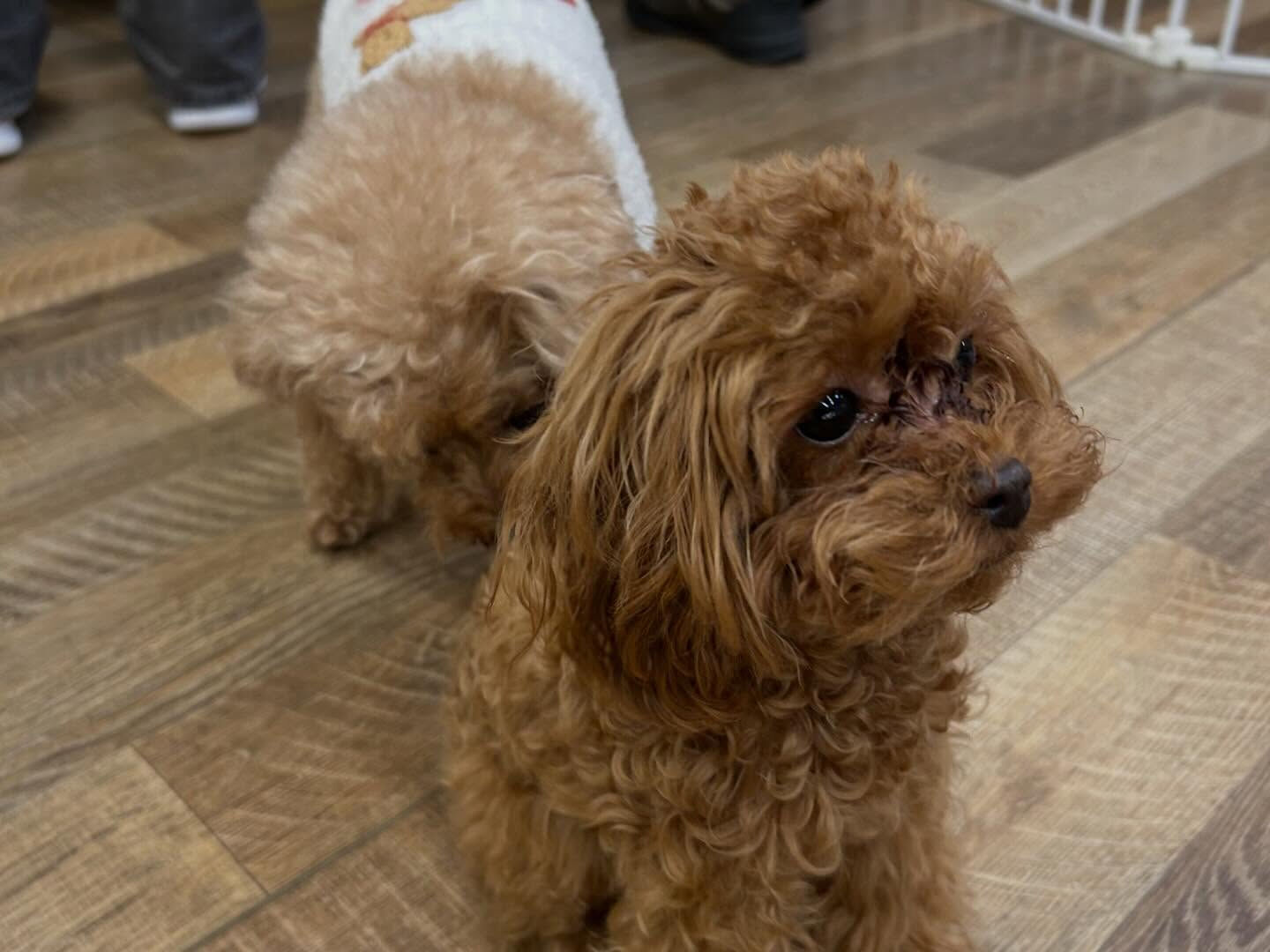 ⁡本日の幼稚園、PARK、ホテルのわんちゃん🐶達の様子をお届
