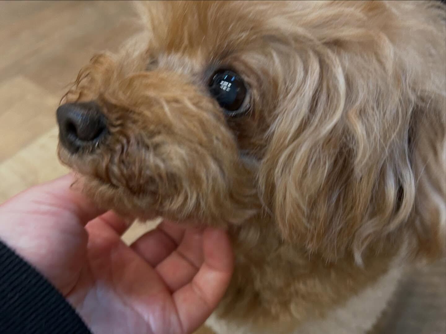 ⁡本日の幼稚園、PARK、ホテルのわんちゃん🐶達の様子をお届