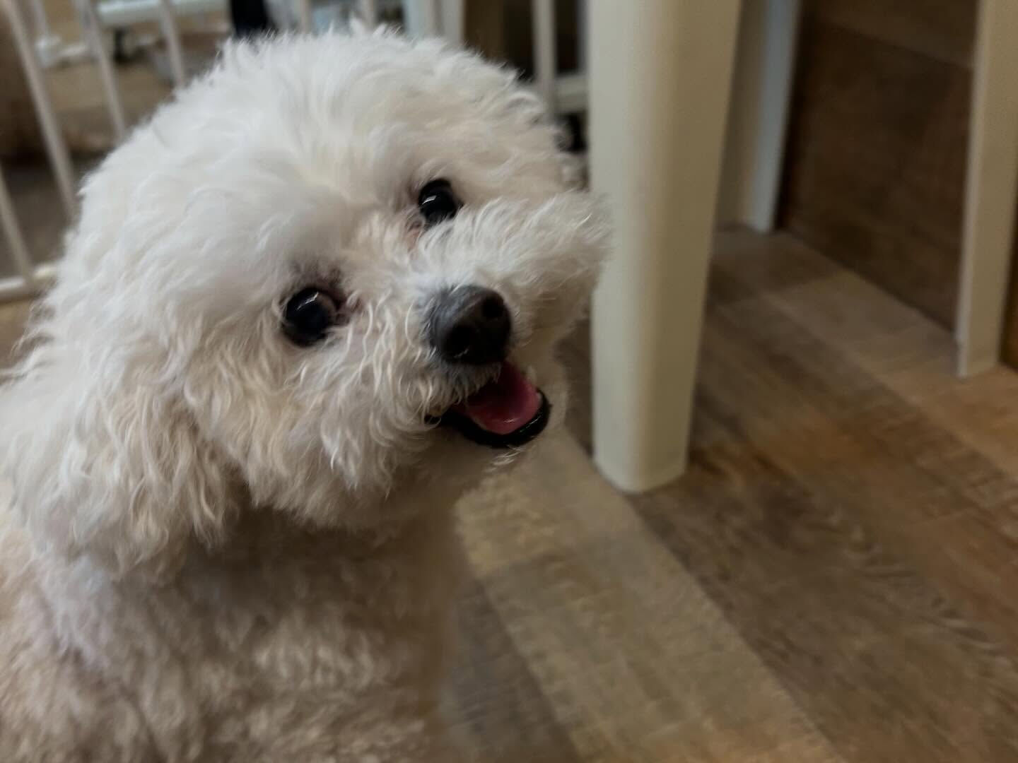 ⁡本日の幼稚園、PARK、ホテルのわんちゃん🐶達の様子をお届