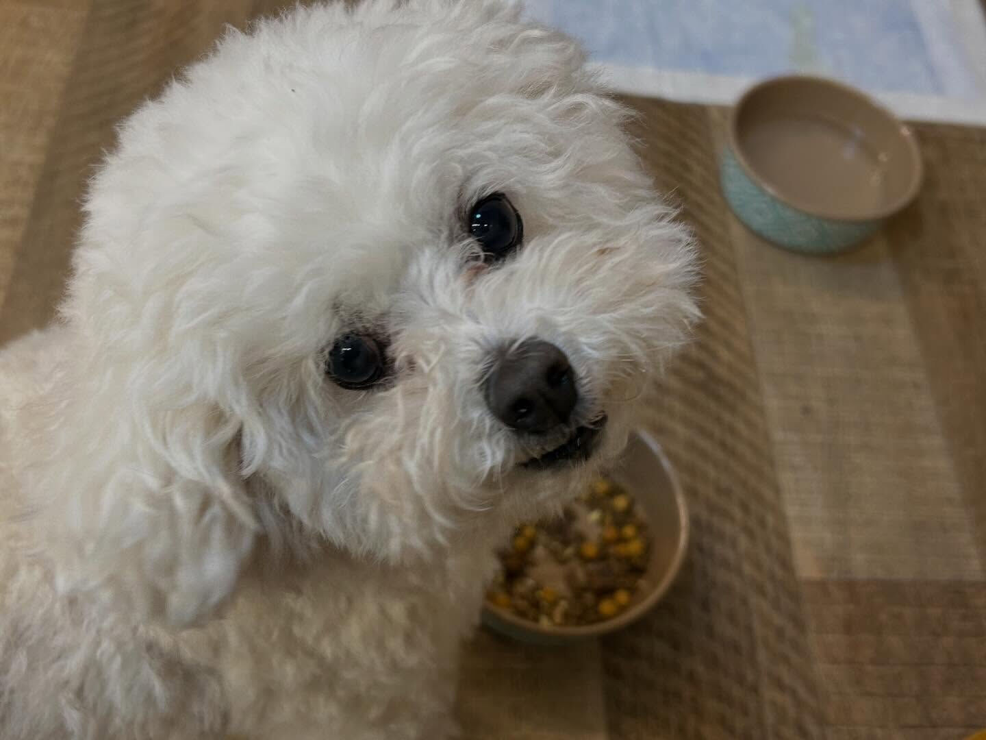 ⁡本日の幼稚園、PARK、ホテルのわんちゃん🐶達の様子をお届
