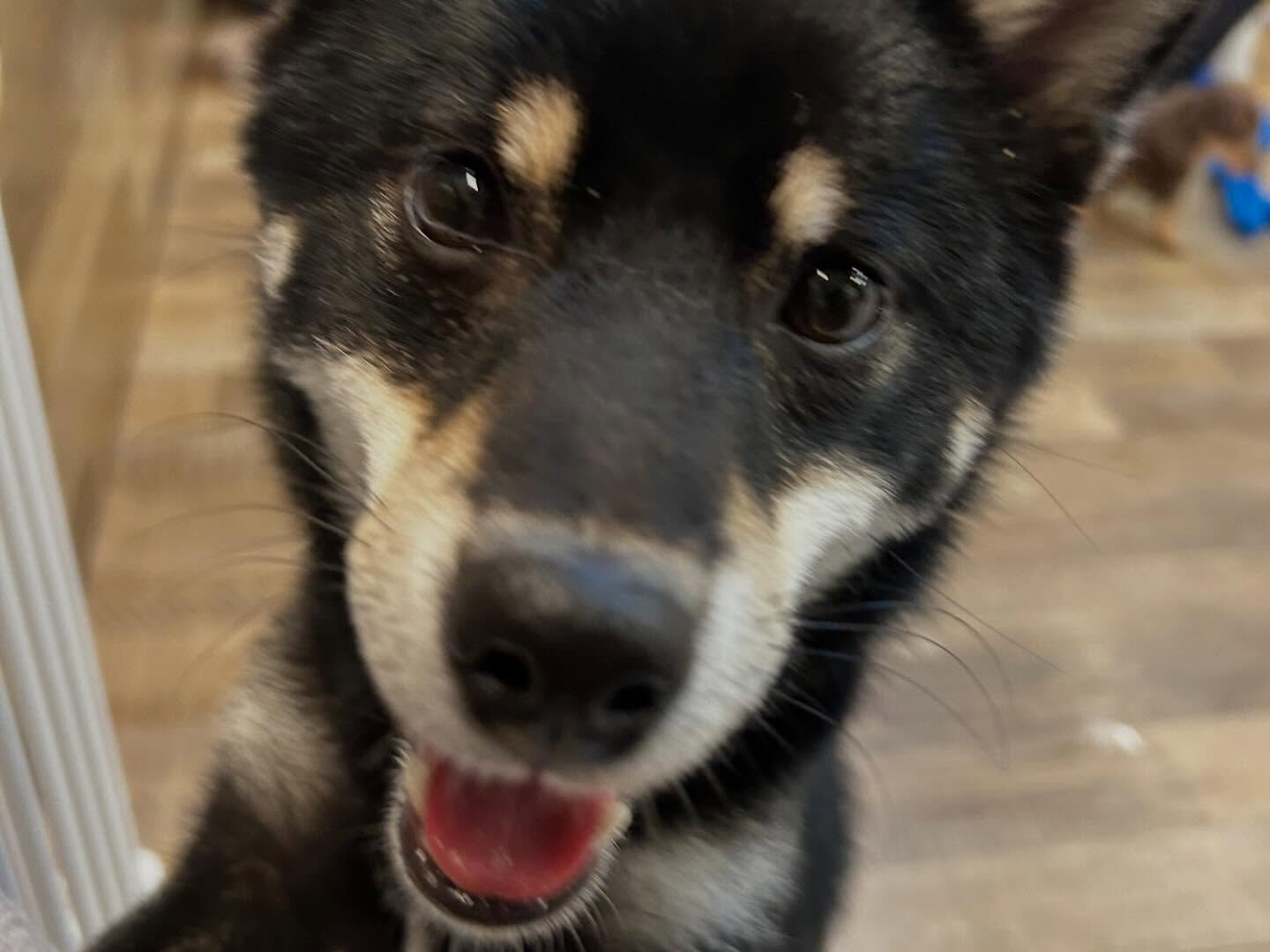 ⁡本日の幼稚園、PARK、ホテルのわんちゃん🐶達の様子をお届