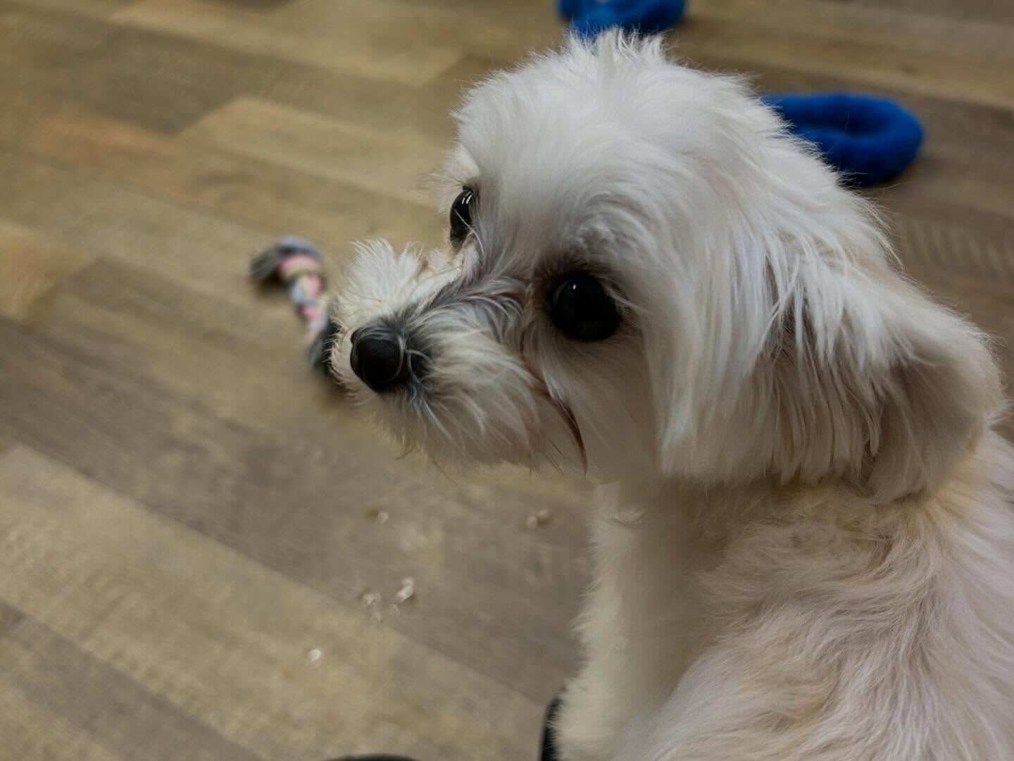 ⁡本日の幼稚園、PARK、ホテルのわんちゃん🐶達の様子をお届
