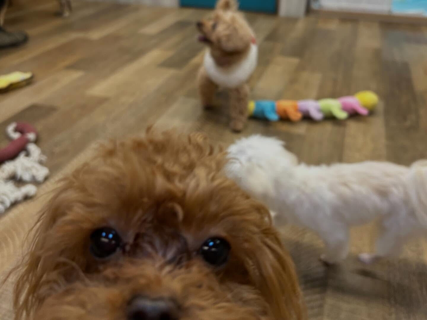 ⁡本日の幼稚園、PARK、ホテルのわんちゃん🐶達の様子をお届