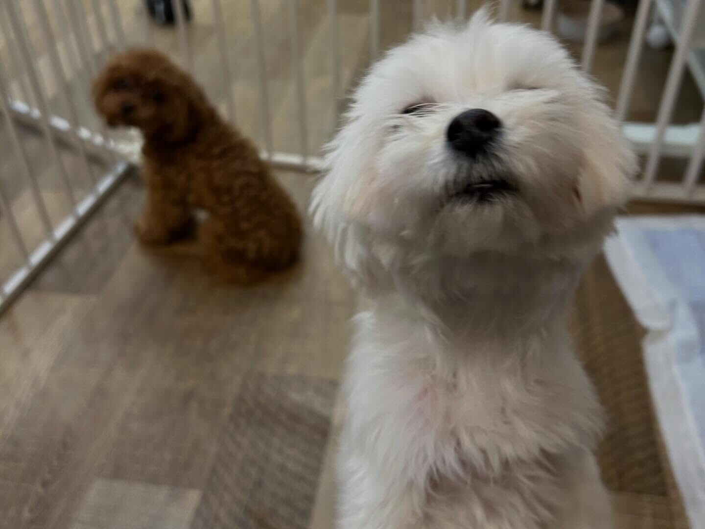 ⁡本日の幼稚園、PARK、ホテルのわんちゃん🐶達の様子をお届