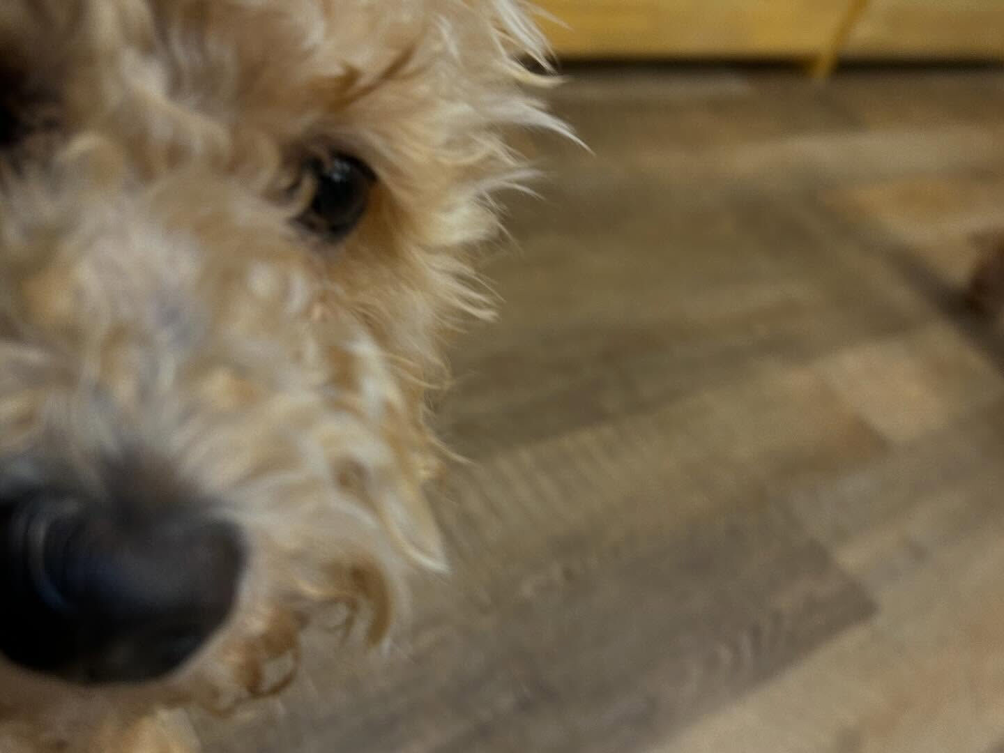 ⁡本日の幼稚園、PARK、ホテルのわんちゃん🐶達の様子をお届