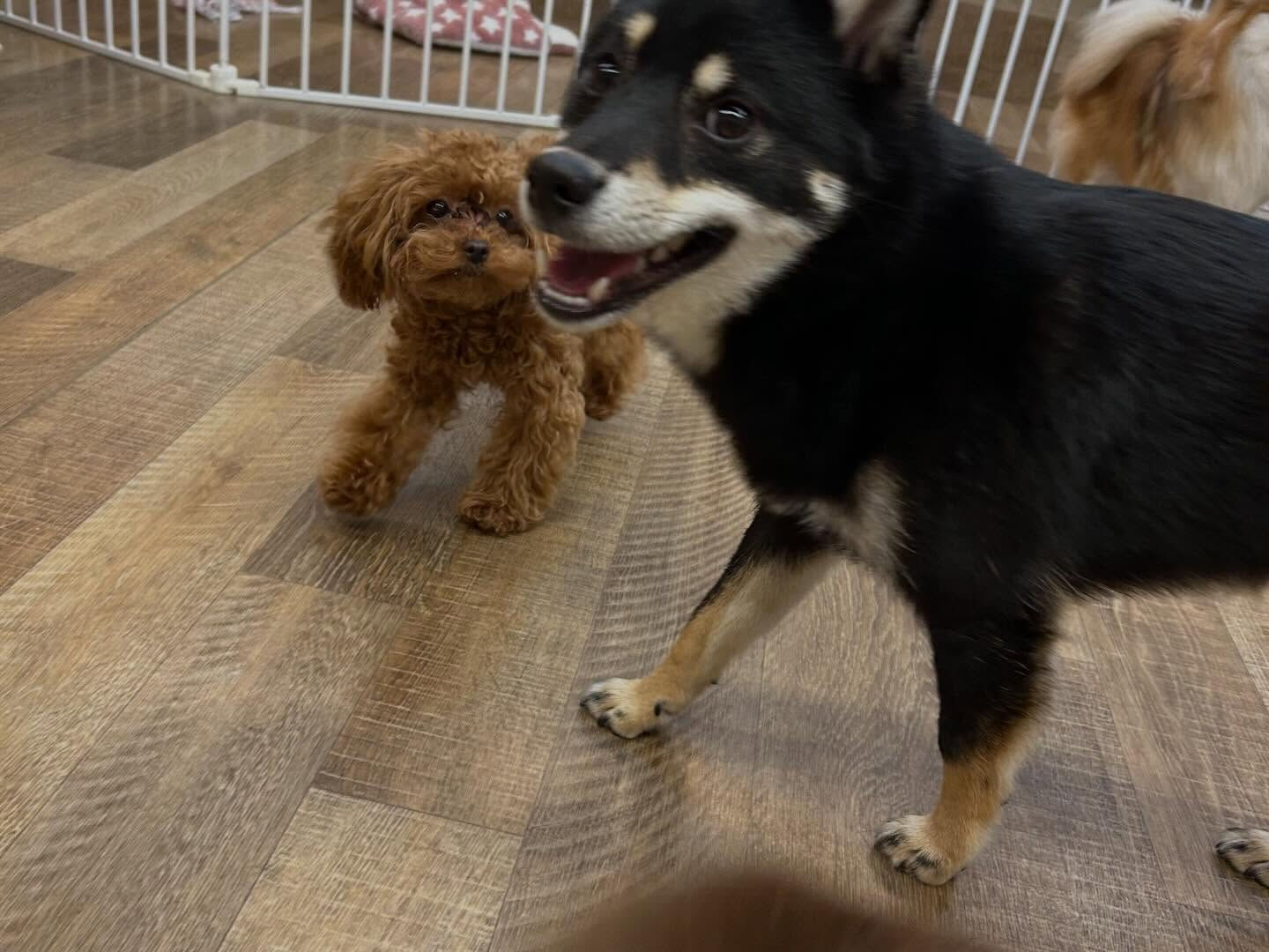⁡本日の幼稚園、PARK、ホテルのわんちゃん🐶達の様子をお届