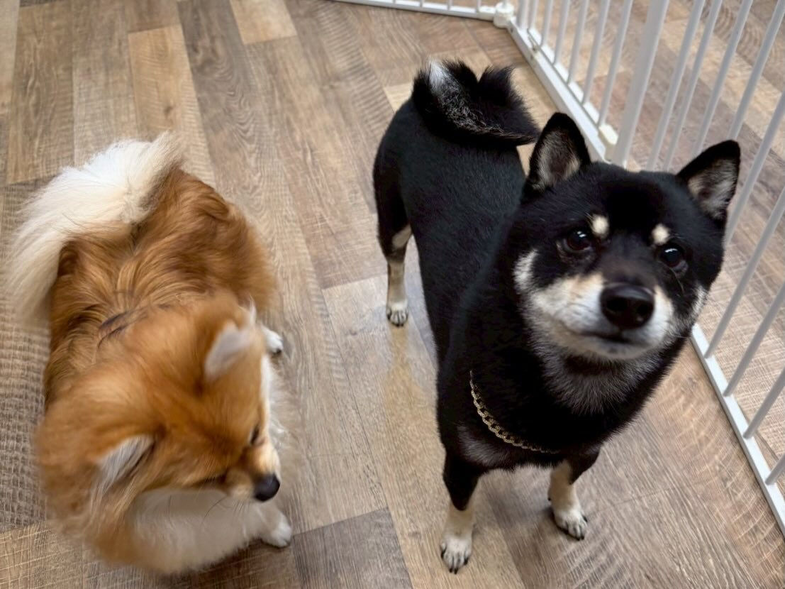 ⁡本日の幼稚園、PARK、ホテルのわんちゃん🐶達の様子をお届