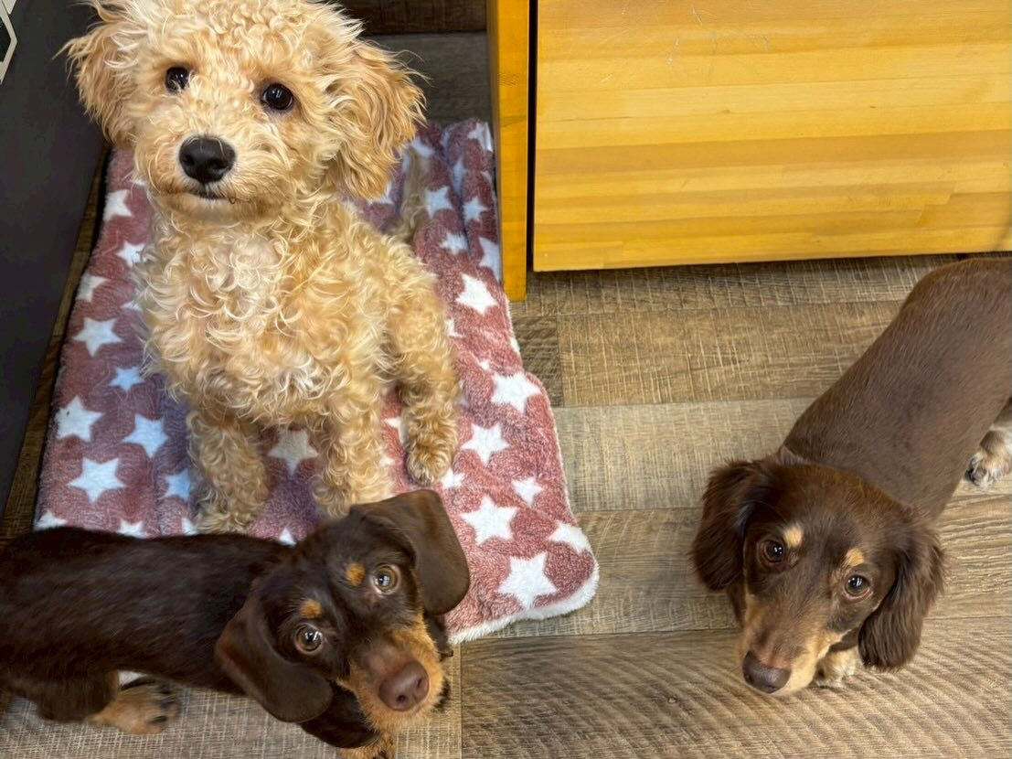 ⁡本日の幼稚園、PARK、ホテルのわんちゃん🐶達の様子をお届