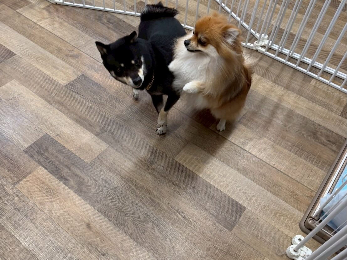 ⁡本日の幼稚園、PARK、ホテルのわんちゃん🐶達の様子をお届