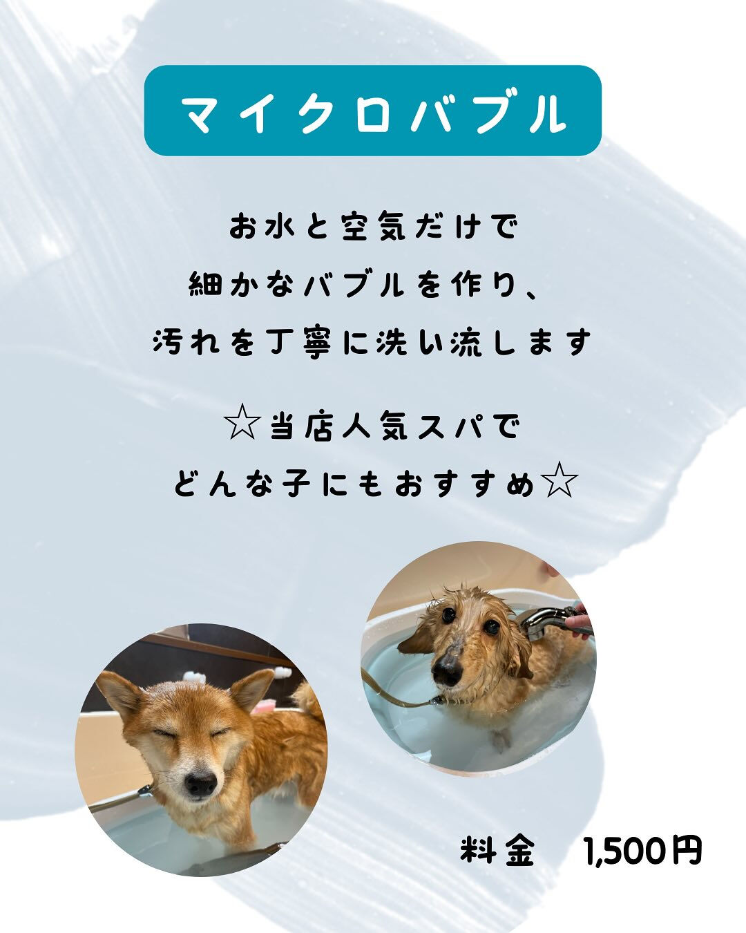 犬の幼稚園 ルリアンのトリミングより