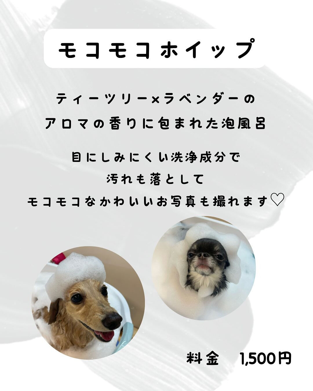 犬の幼稚園 ルリアンのトリミングより