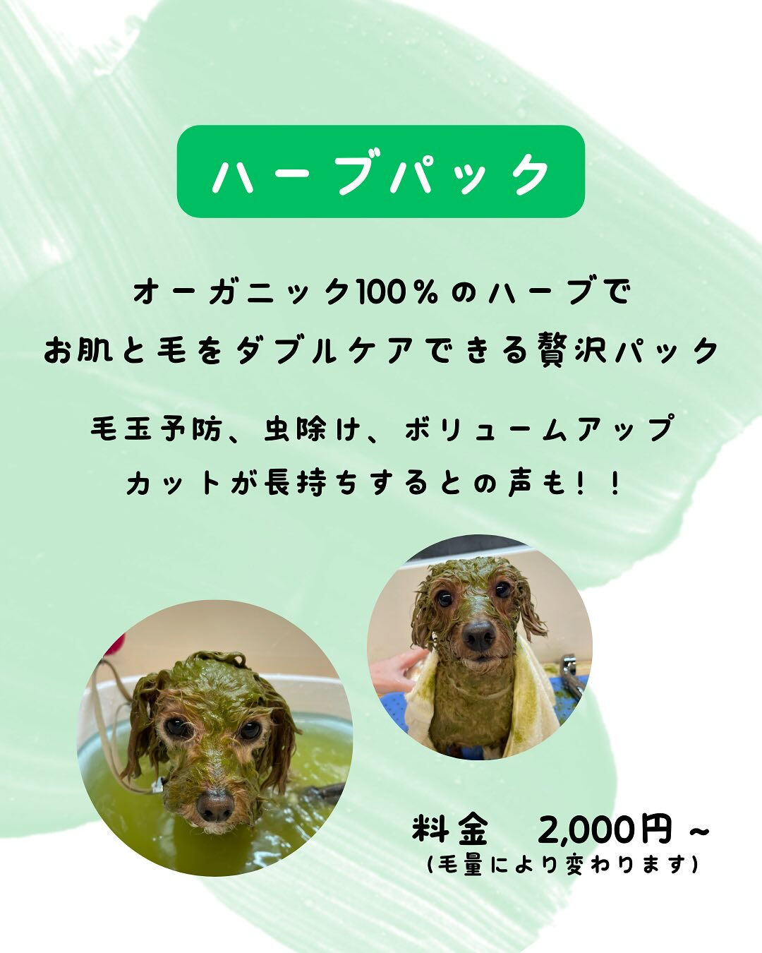 犬の幼稚園 ルリアンのトリミングより