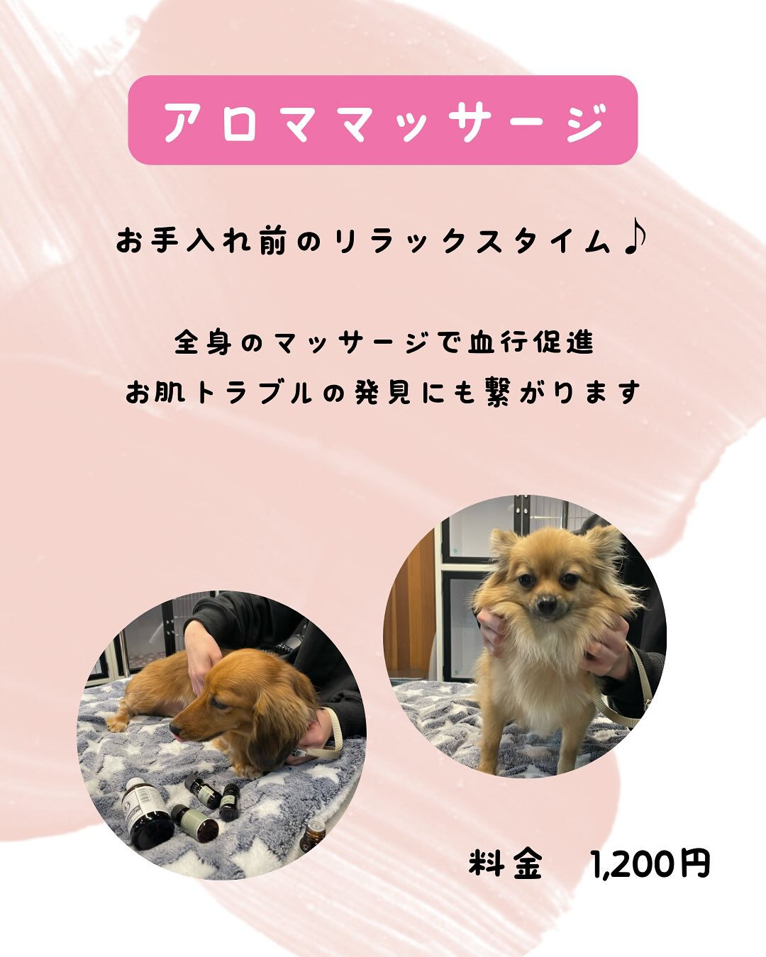 犬の幼稚園 ルリアンのトリミングより