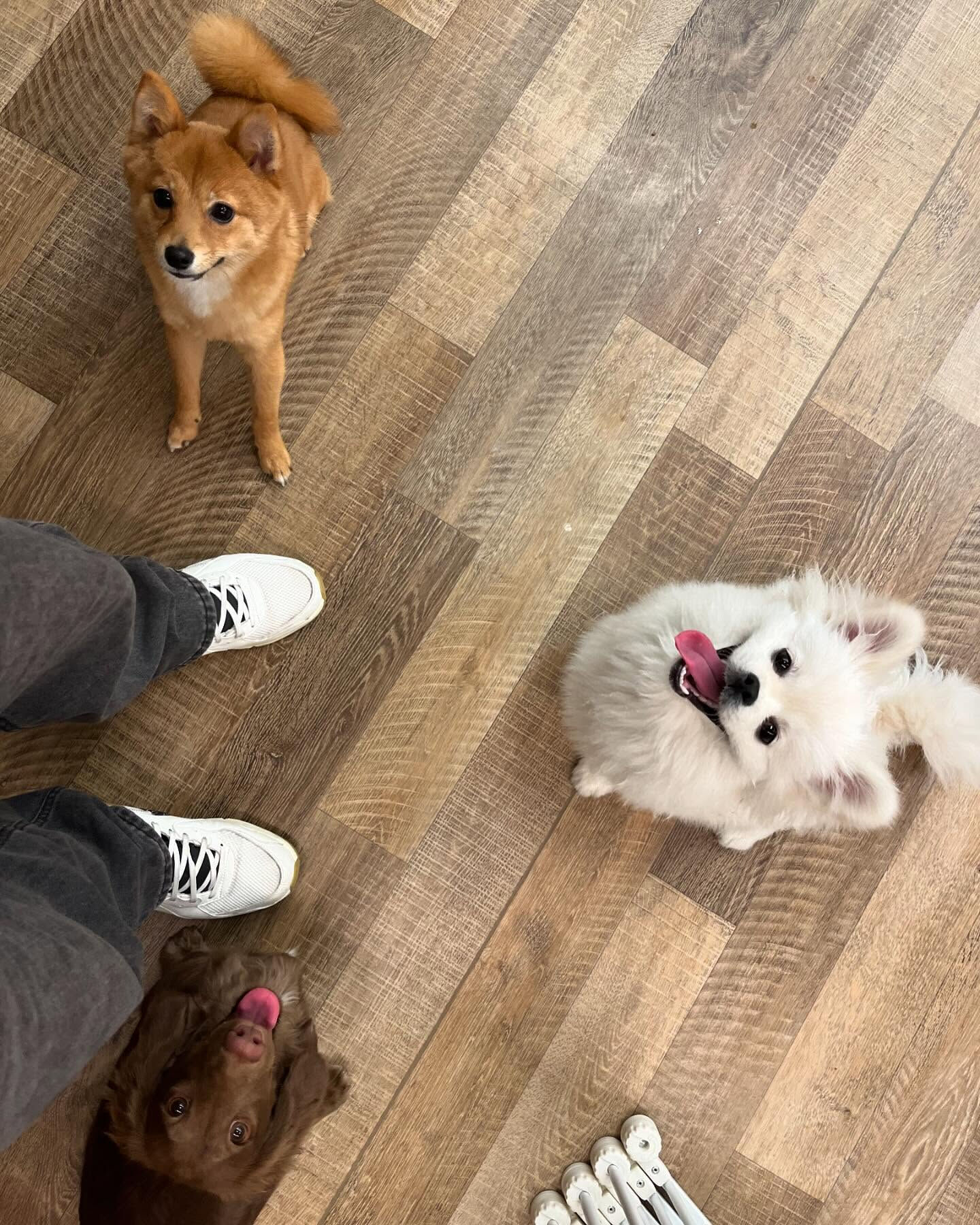 本日の幼稚園、PARKの様子です🐶💕