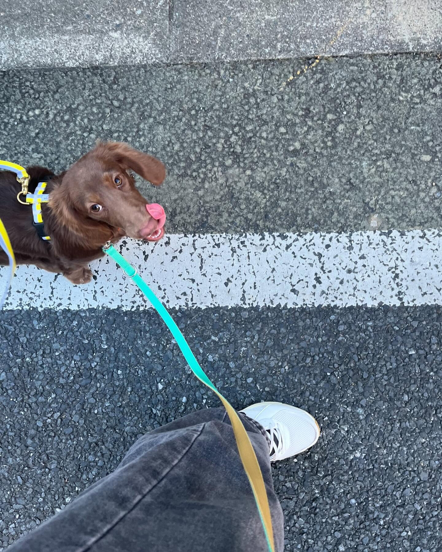 本日の幼稚園、PARKの様子です🐶💕